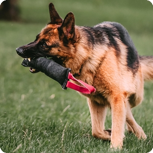 Fire hose dog deals toys uk